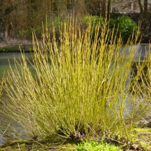 Dogwood Yellow Twig