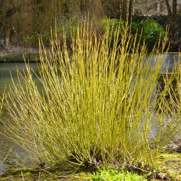 Dogwood Yellow Twig