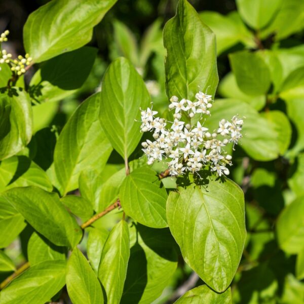 Dogwood Yellow Twig flowers