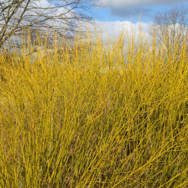 Dogwood Yellow Twig up close