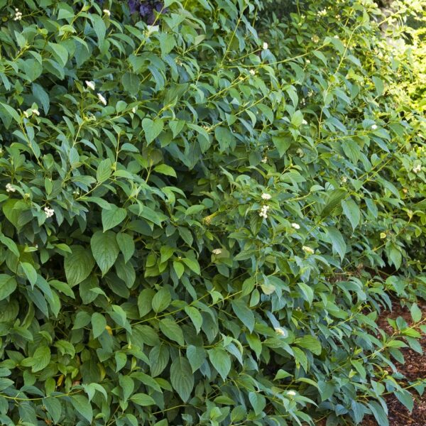 Dogwood Yellow Twig shrub