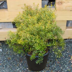 Don's Dwarf Southern Bayberry