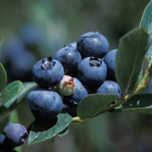 Duke Blueberry