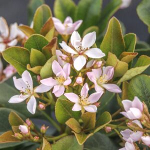 Eleanor Tabor Indian Hawthorn