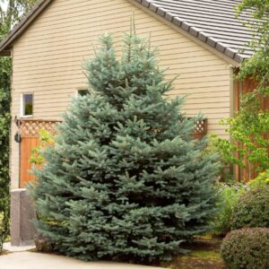 Fat Albert Colorado Blue Spruce