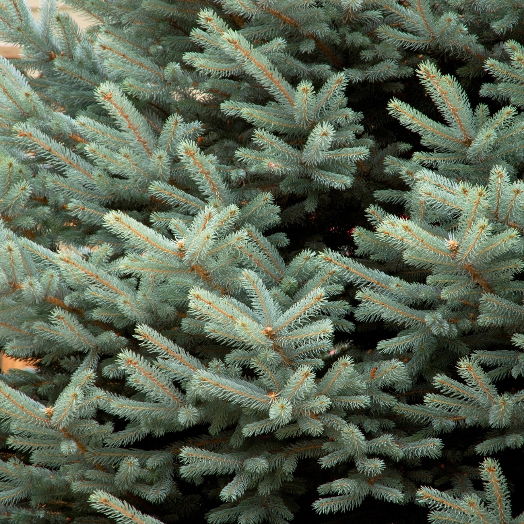 Fat Albert Colorado Blue Spruce foliage up close
