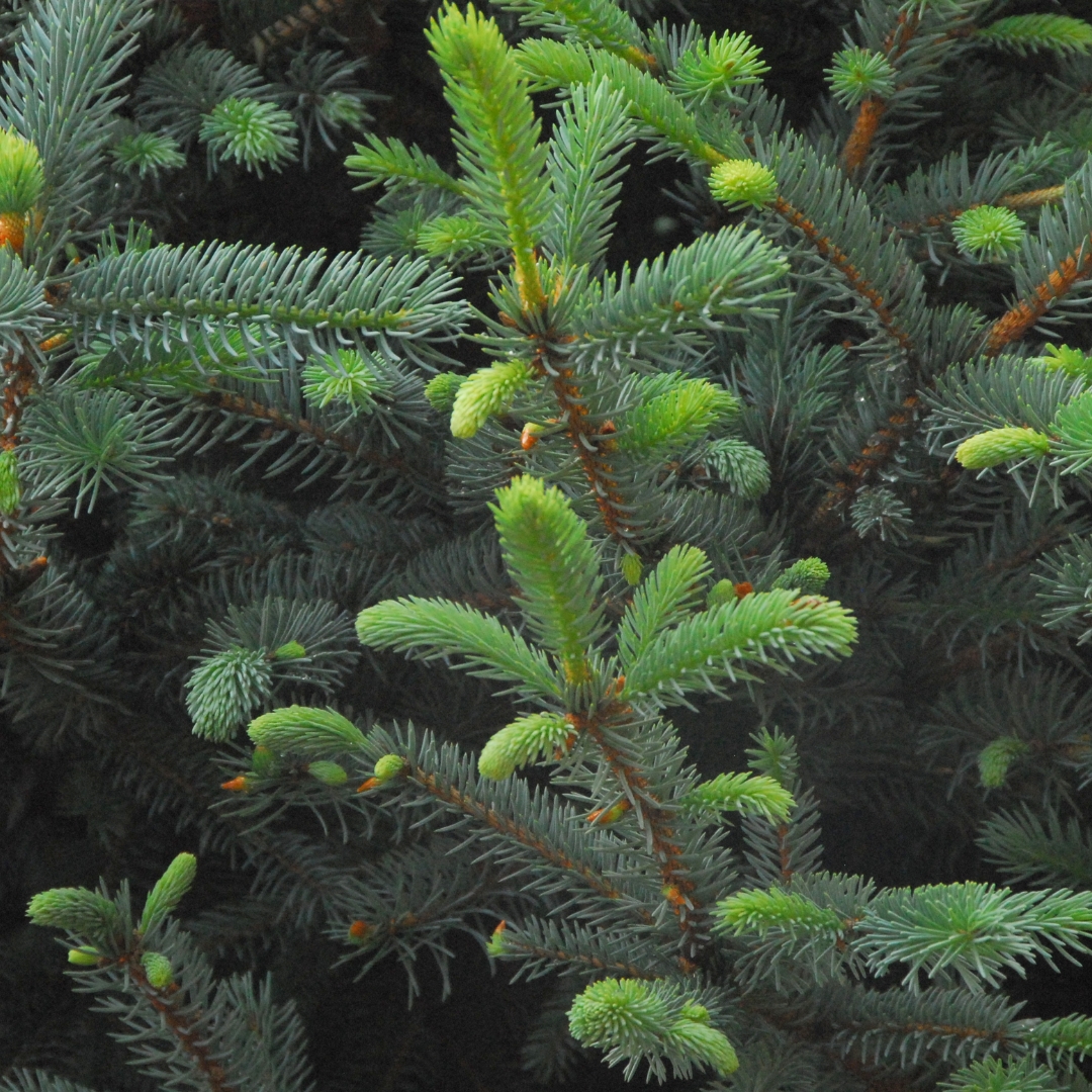 Fat Albert Colorado Blue Spruce foliage up close