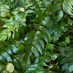 Japanese Holly Fern