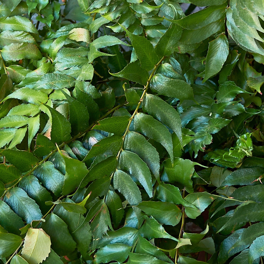 Fern Japanese Holly foliage
