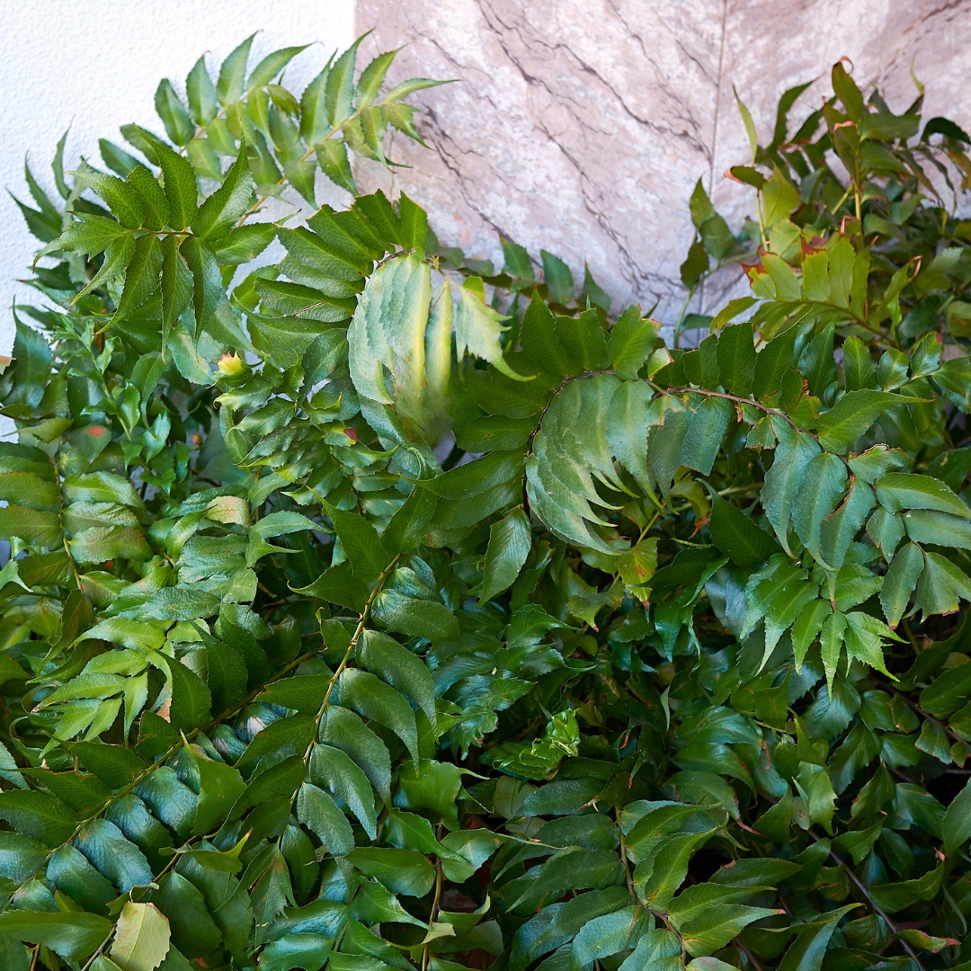 Fern Japanese Holly growing