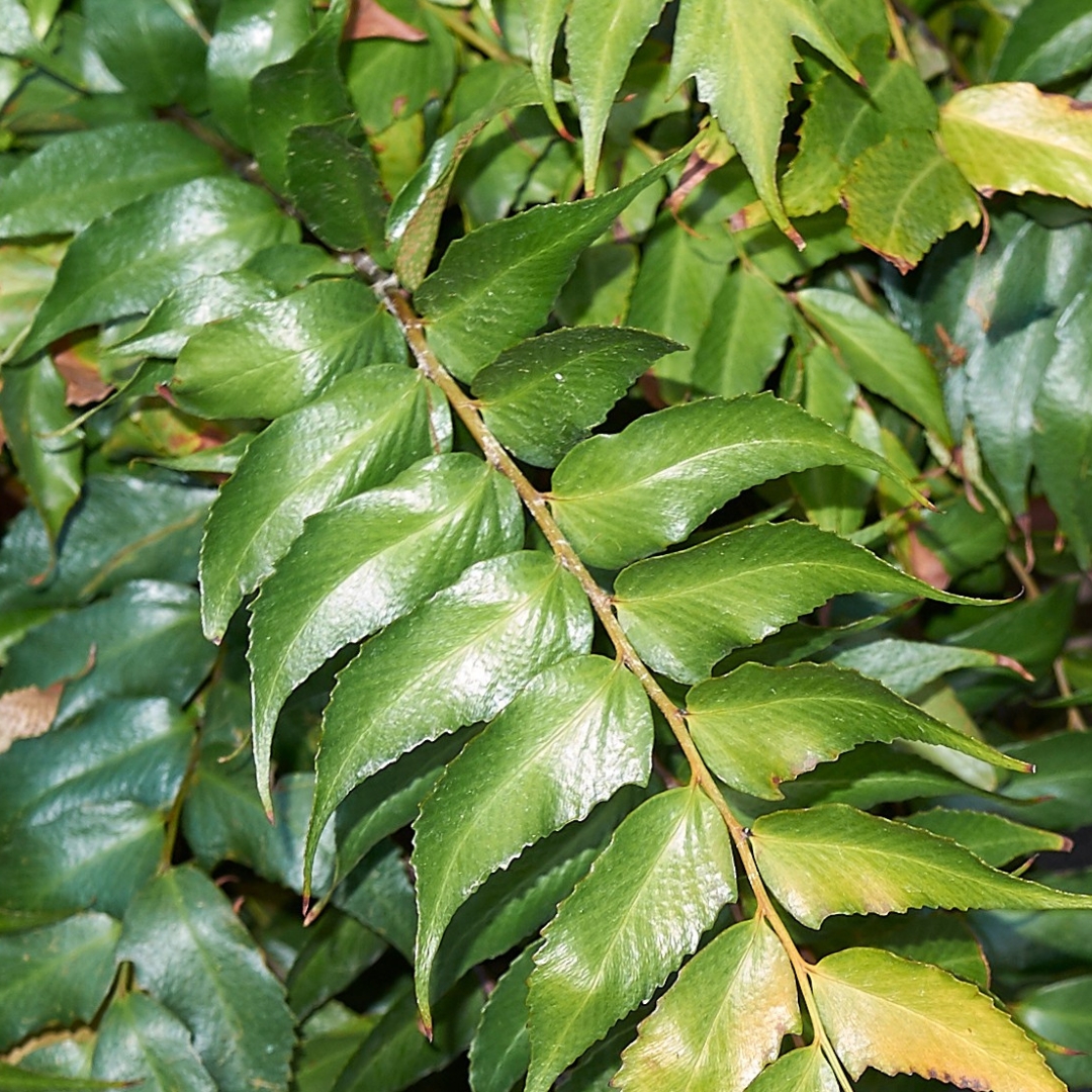 Fern Japanese Holly up close