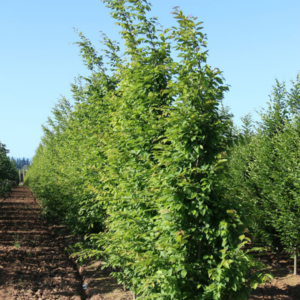 Frans Fountain European Hornbeam