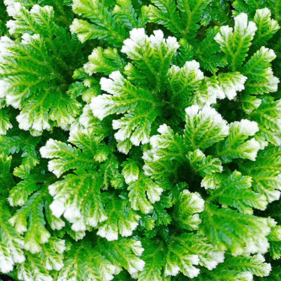 Frosty Fern top view