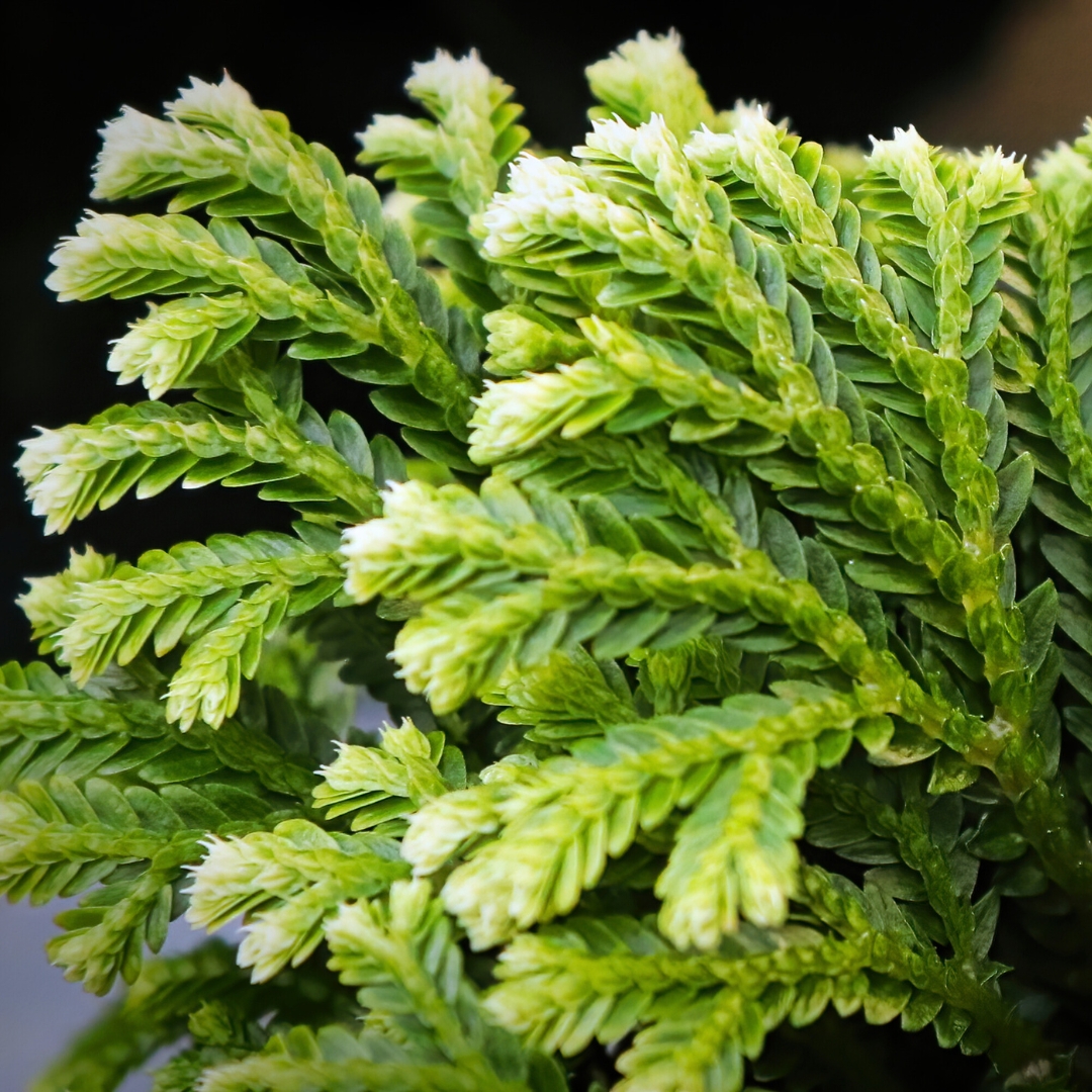 Frosty Fern foliage