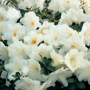 Girard’s Pleasant White Azalea