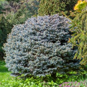 Globosa Blue Spruce