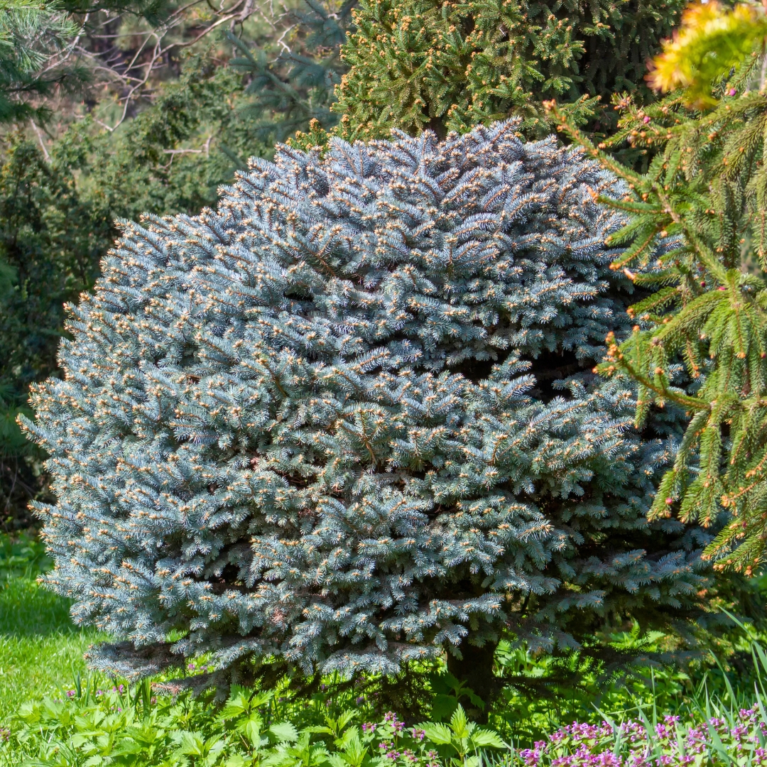 Globosa Blue Spruce