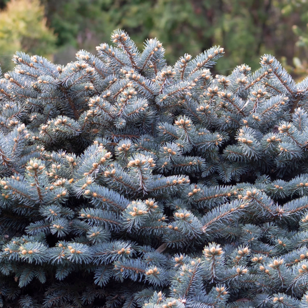 Globosa Blue Spruce foliage