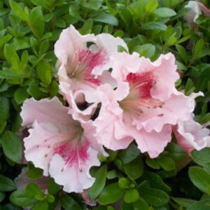 Gumpo Pink Azalea