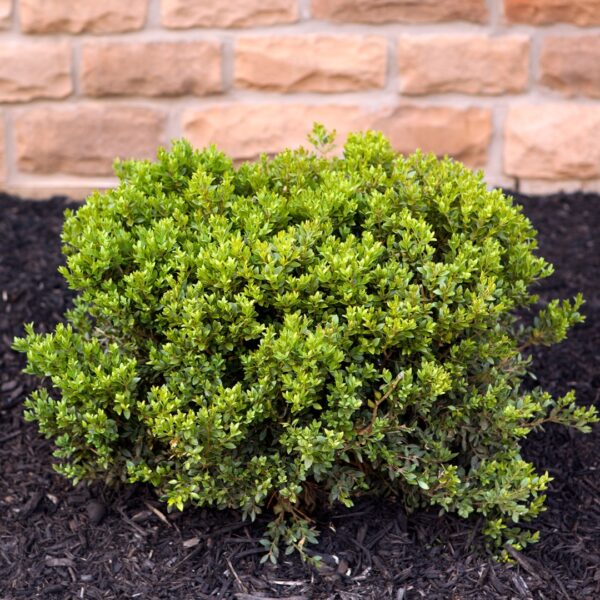 Helleri Holly