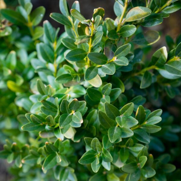 Helleri Holly leaves