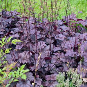 Heuchera Forever Purple
