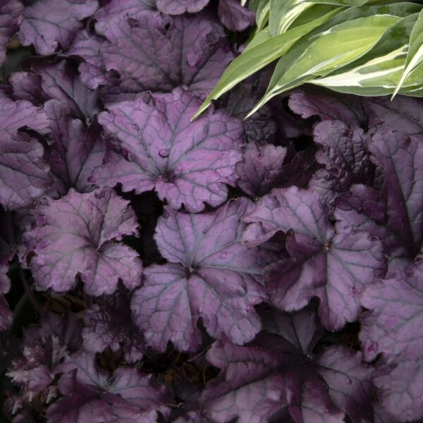 Heuchera Forever Purple leaves