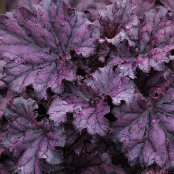 Heuchera Forever Purple foliage up close