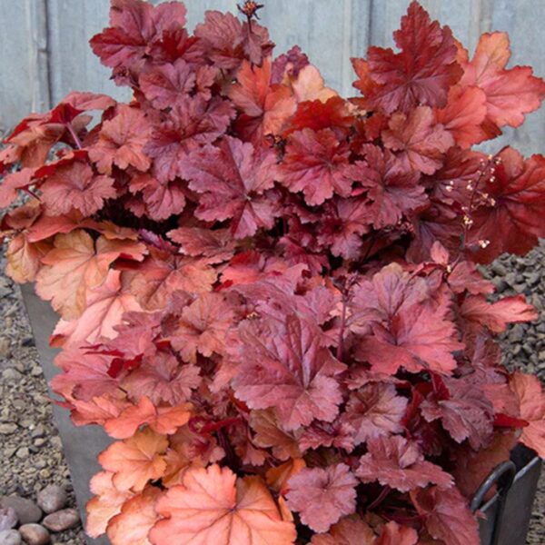 Heuchera Forever Red foliage