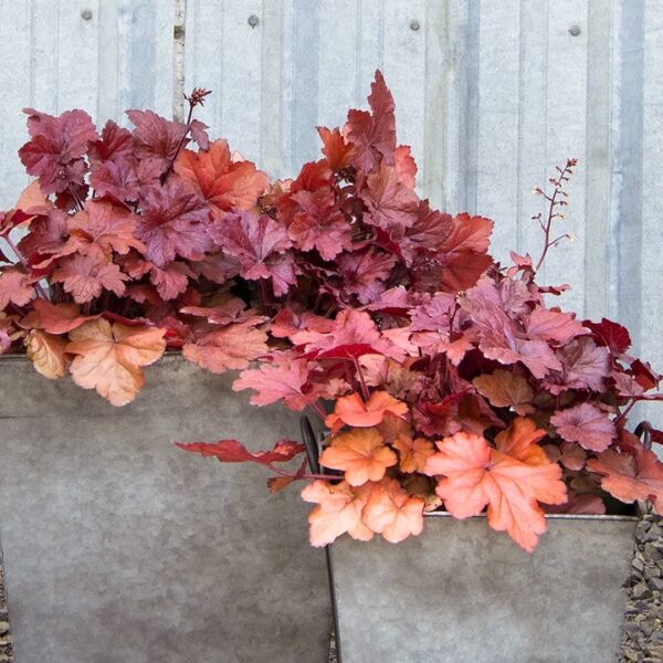 Heuchera Forever Red in a container
