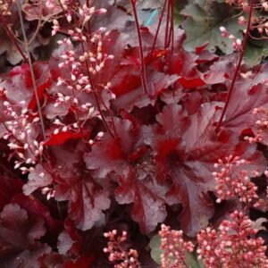 Heuchera Forever Red