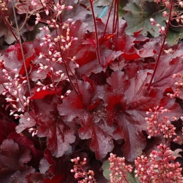 Heuchera Forever Red blooming