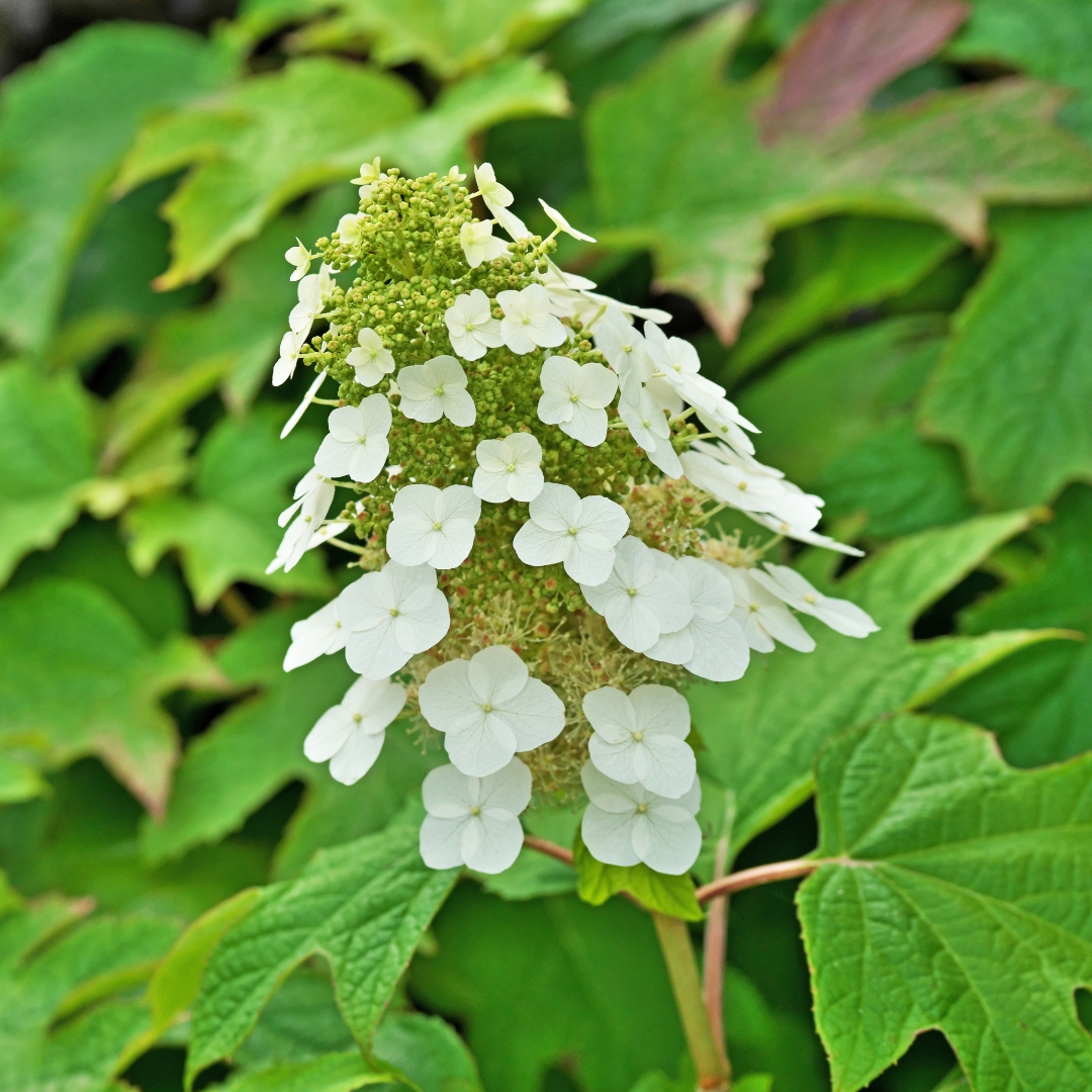 Hydrangea Alice Oakleaf flower