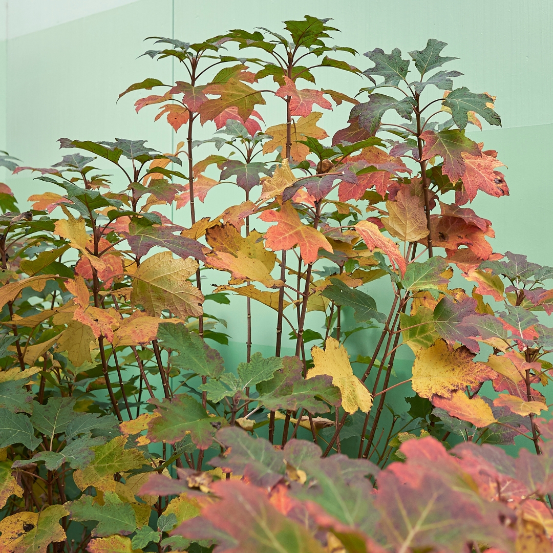 Hydrangea Alice Oakleaf fall foliage