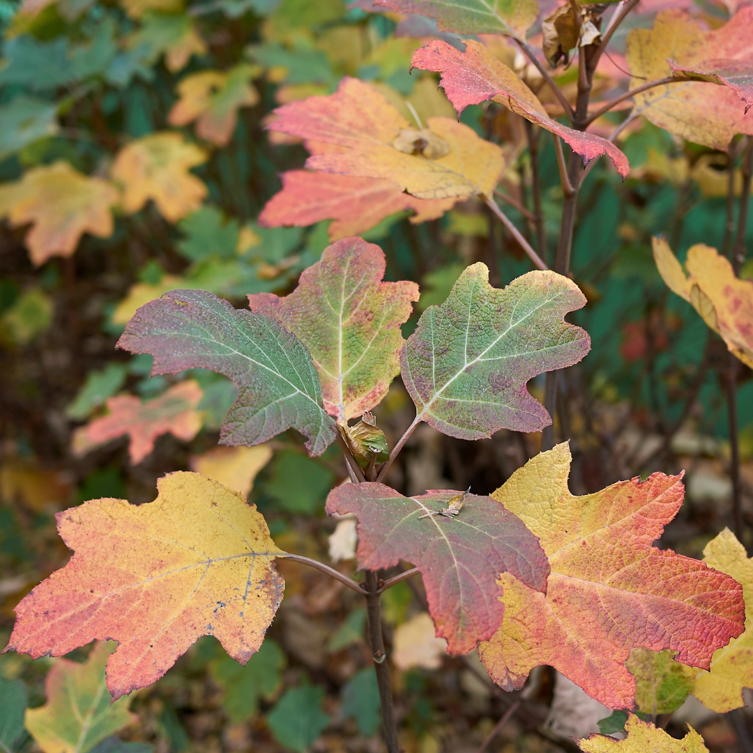 Hydrangea Alice Oakleaf fall leaves