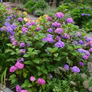 Hydrangea Endless Summer® BloomStruck