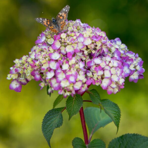 Hydrangea Bloomstruck flower