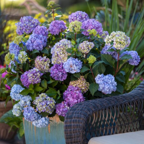 Hydrangea Bloomstruck in a pot