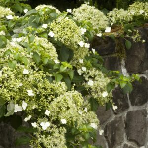 Climbing Hydrangea