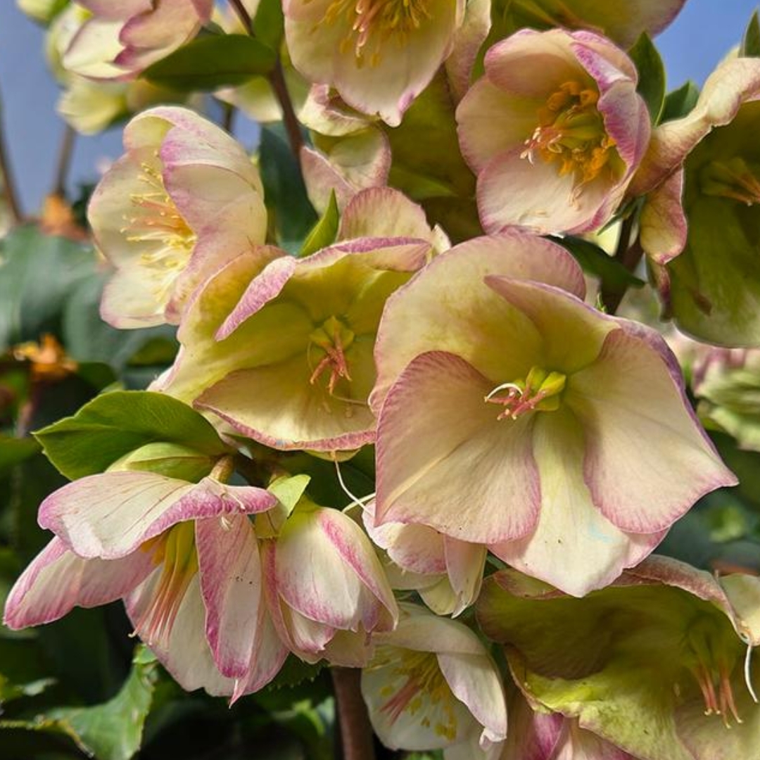 Ice N’ Roses Picotee Hellebore flowers