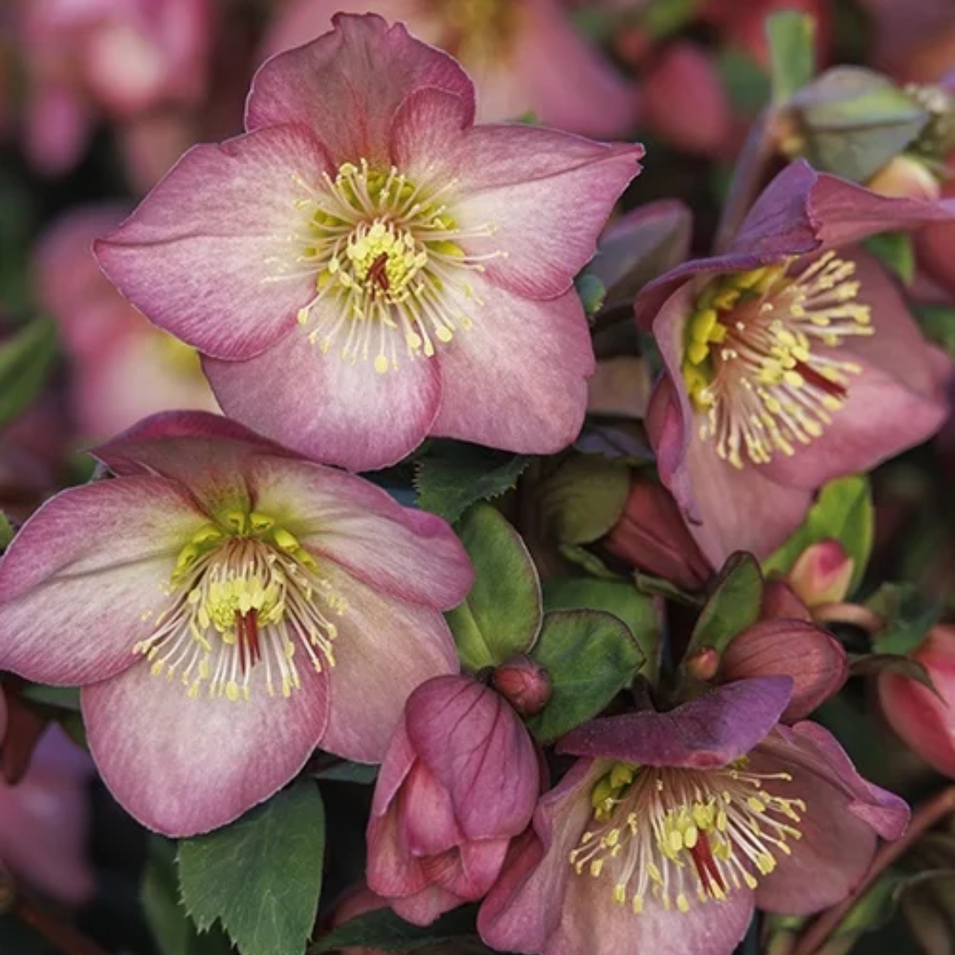 Ice N' Roses Rose Hellebore