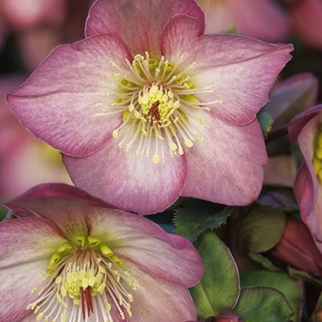 Ice N' Roses Rose Hellebore close up