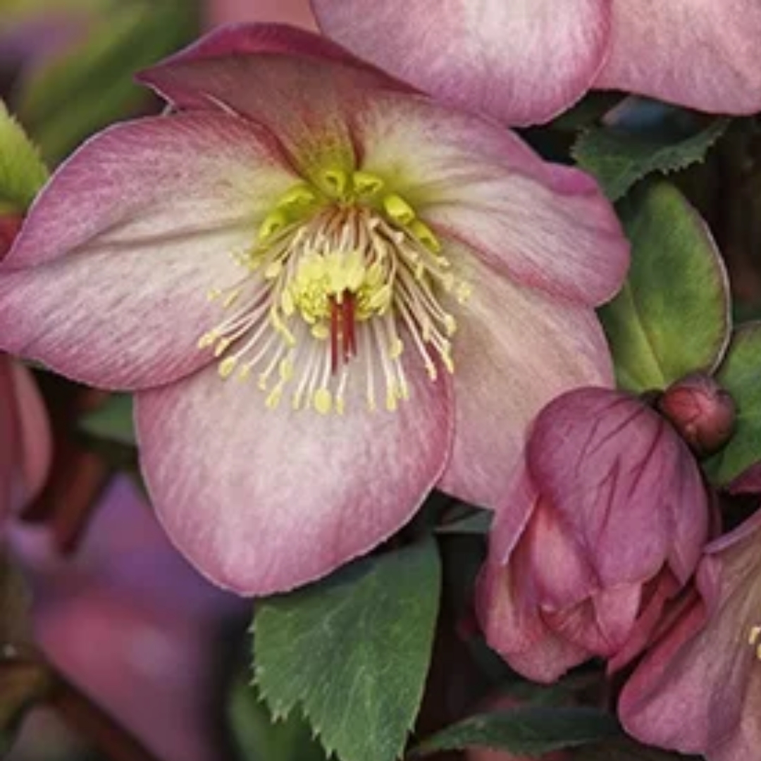 Ice N' Roses Rose Hellebore flower