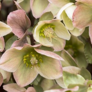 Ivory Prince Hellebore