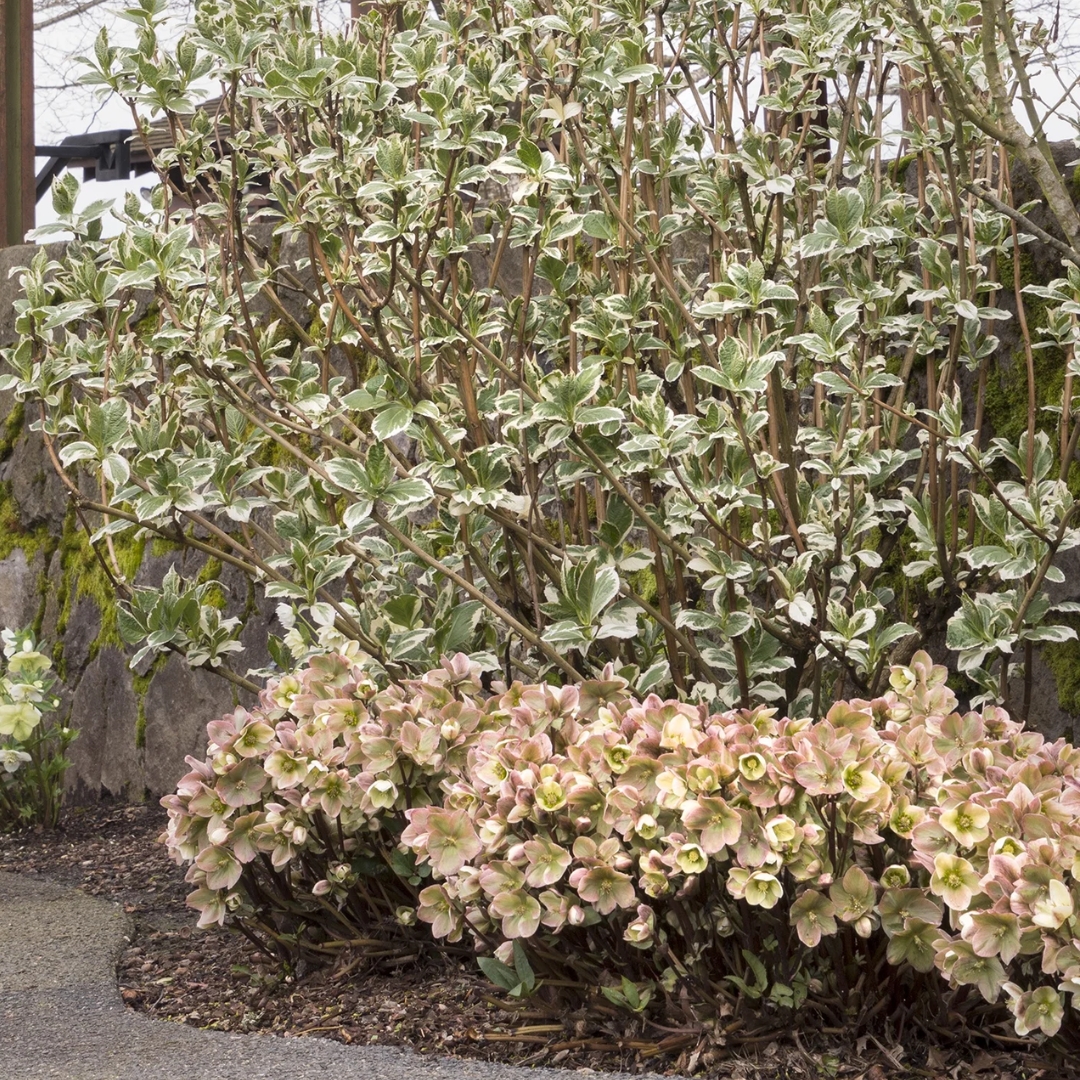 Ivory Prince Hellebore underplanting