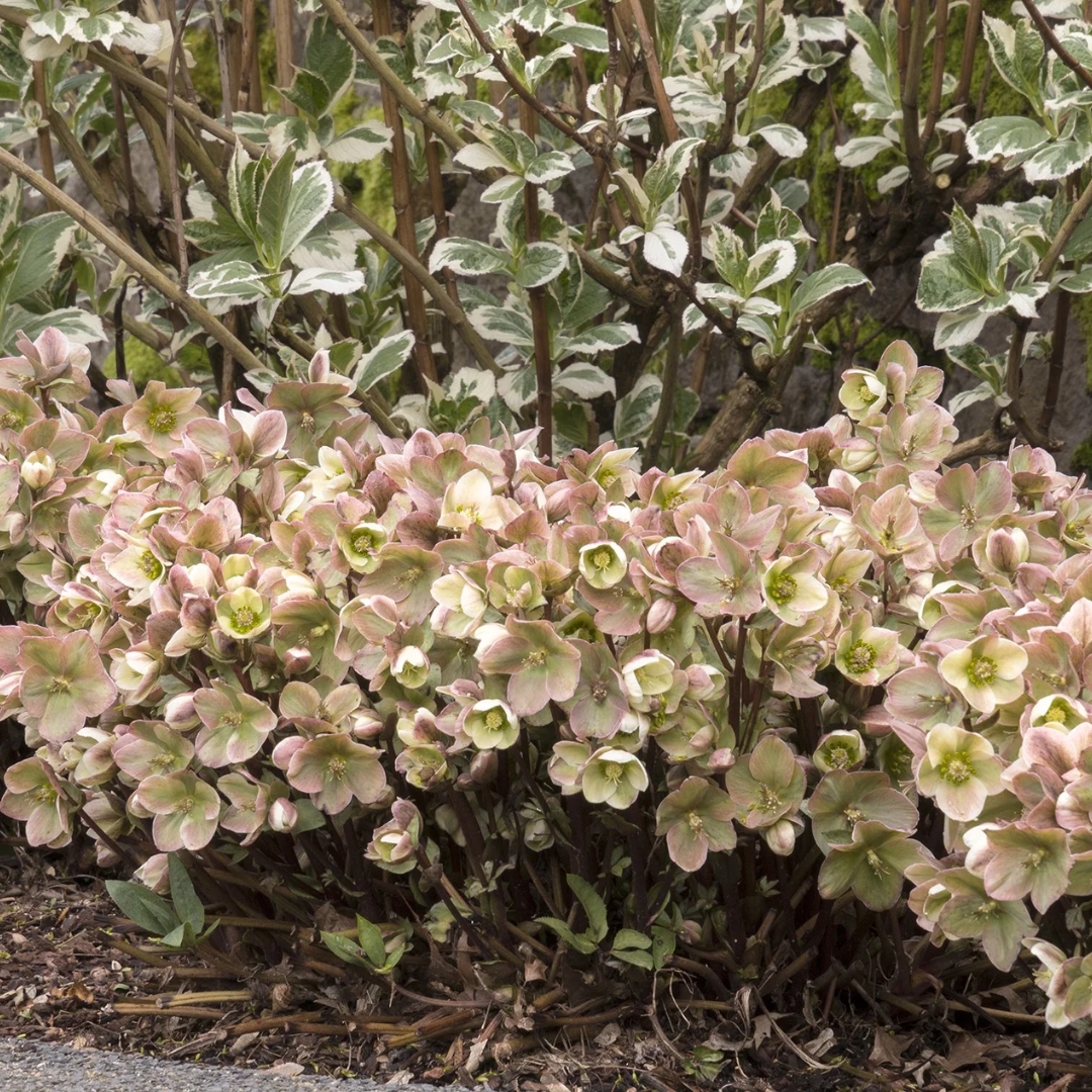 Ivory Prince Hellebore under a shrub