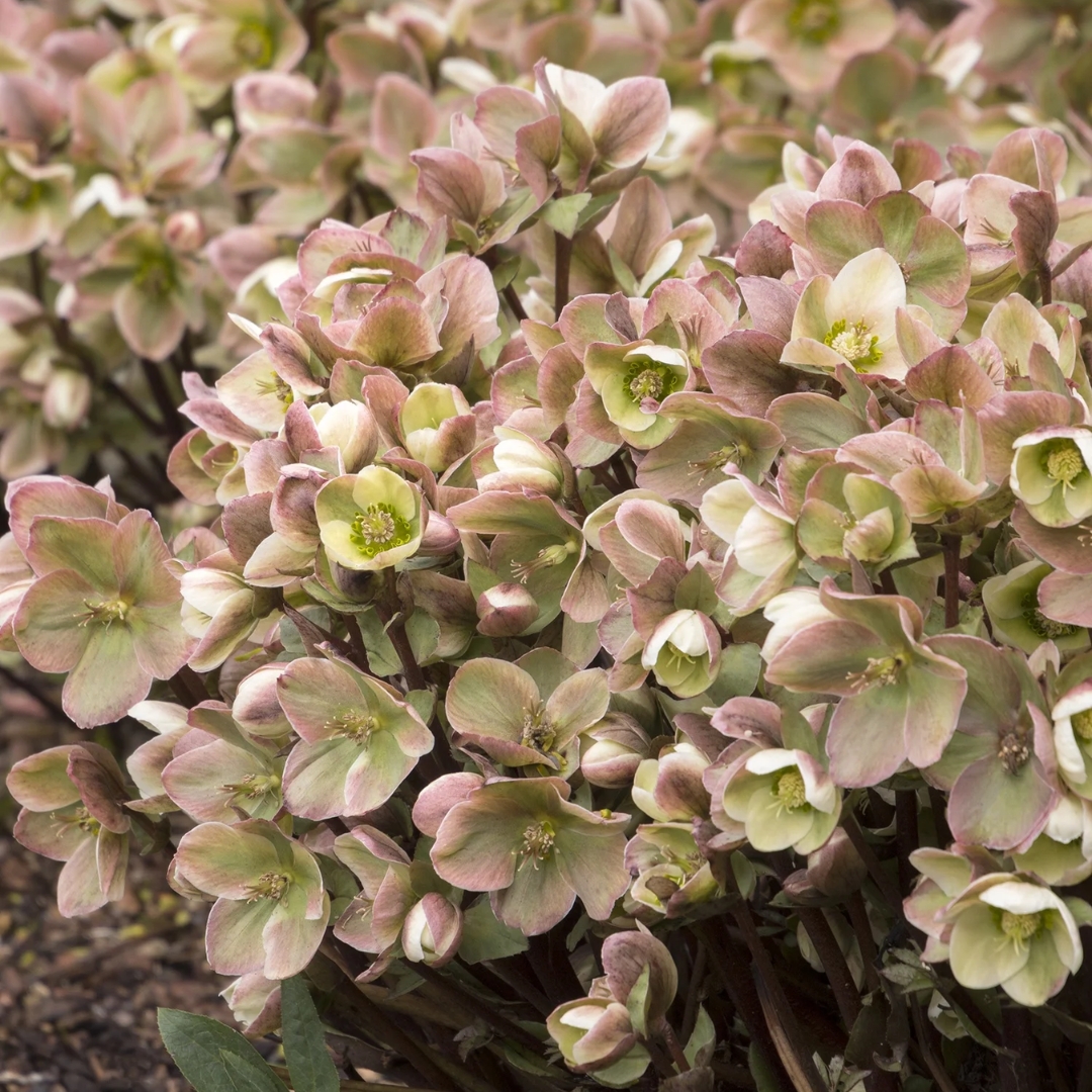 Ivory Prince Hellebore in a garden