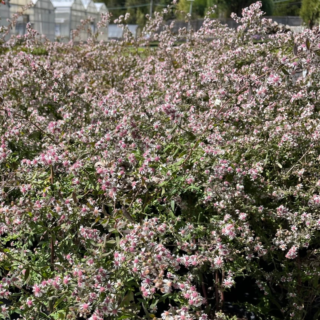 Lady In Black Aster shrub flowering