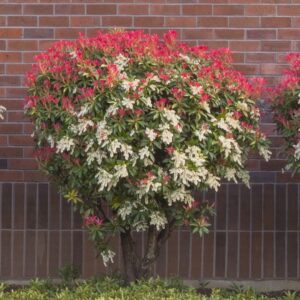 Mountain Fire Pieris