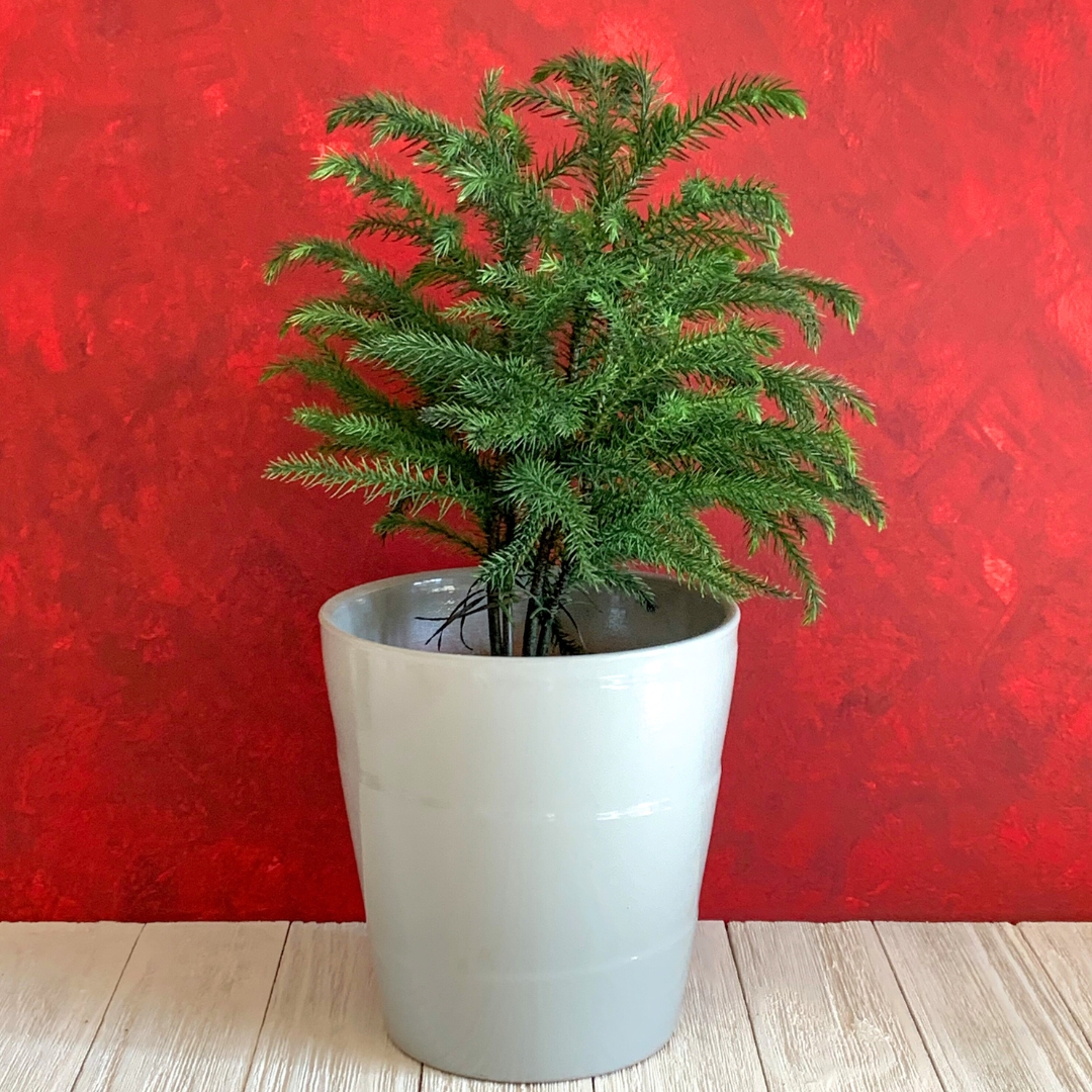 young Norfolk Island Pine